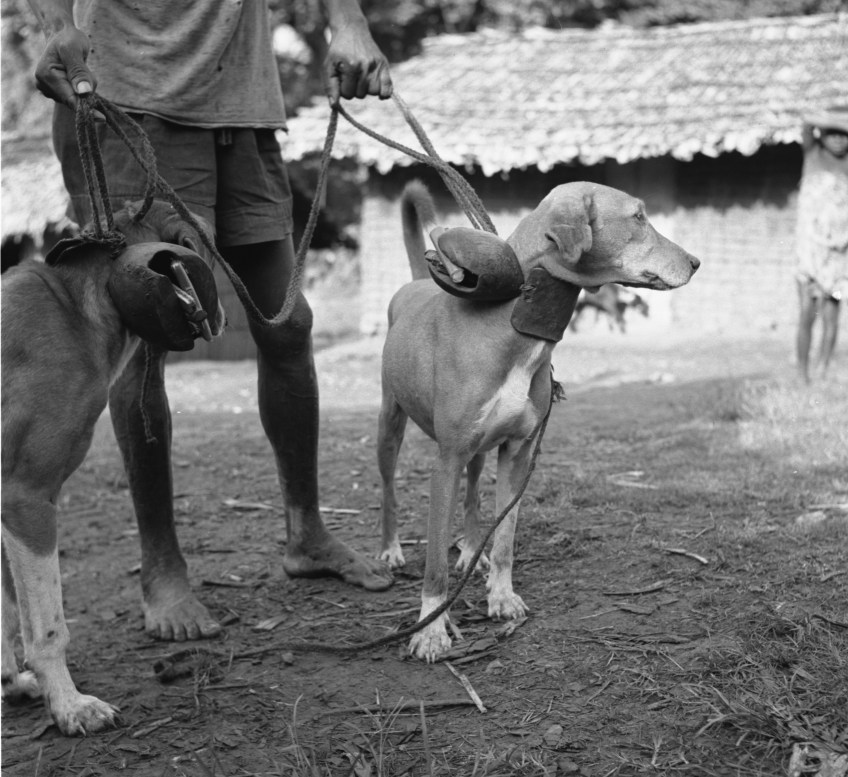 Chiens de chasse nyanga
