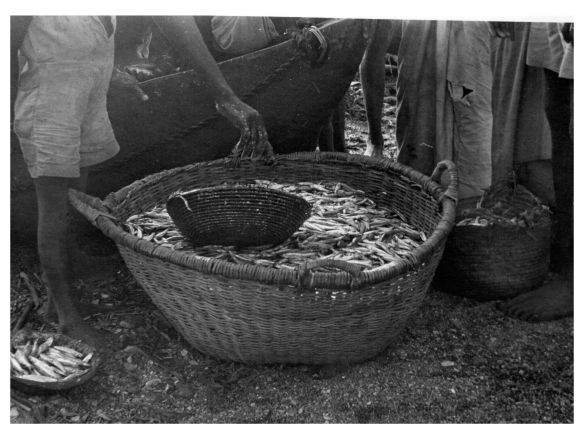 Fresh ndaga in basket1950