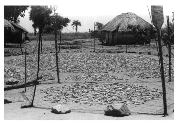 ndagaa fish drying number 45 1950