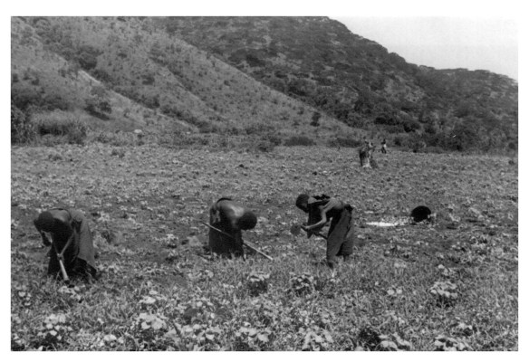 Zyoba women cotton number 46 1950